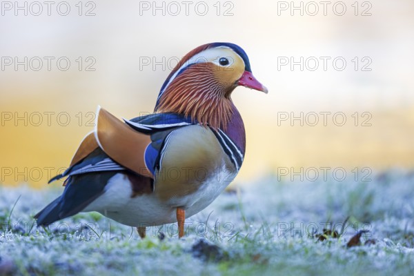 Mandarin Duck (Aix galericulata) male on ground covered with hoarfrost, Saxony-Anhalt, Germany, Europe