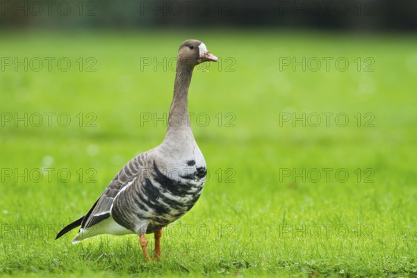 Greater White-fronted Goose (Anser albifrons), Schleswig-Holstein, Germany, Europe