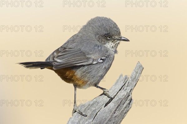 Chestnut-vented Warbler (Sylvia subcoerulea), Northern Cape, Kgalagadi Transfrontier Park, South Africa, Africa