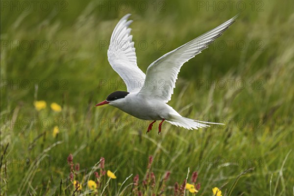 Arctic Tern (Sterna paradisaea) flying, Iceland, Europe