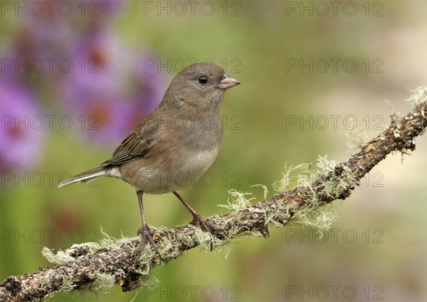 Slate-colored Junco (Junco hyemalis hyemalis) female, Saskatchewan, Canada, North America