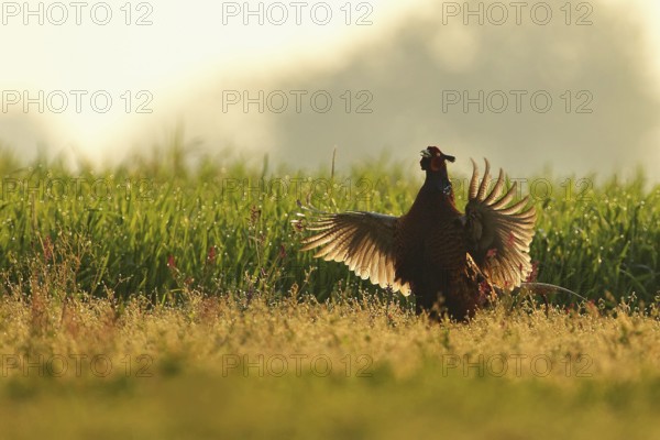 Common Pheasant (Phasianus colchicus) male displaying, Lombardy, Italy, Europe
