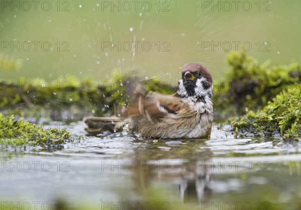 Eurasian Tree Sparrow (Passer montanus) bathing at a waterhole, Aosta Valley, Italy, Europe