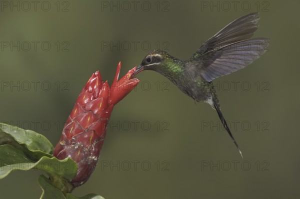 White-whiskered Hermit (Phaethornis yaruqui), Ecuador, South America