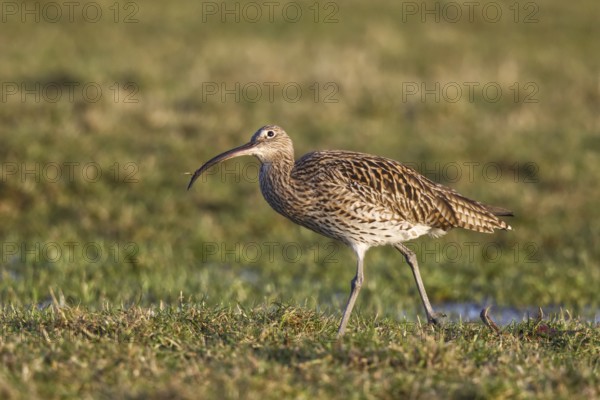 Eurasian Curlew (Numenius arquata) foraging, North Rhine-Westpalia, Germany, Europe