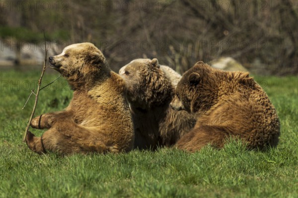 Three bears sitting in the grass, looking relaxed and calm in their surroundings, brown bear (Ursus (arctos), Germany, Europe