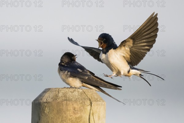 Male barn swallow (Hirundo rustica) approaching the female for mating, Hesse, Germany, Europe