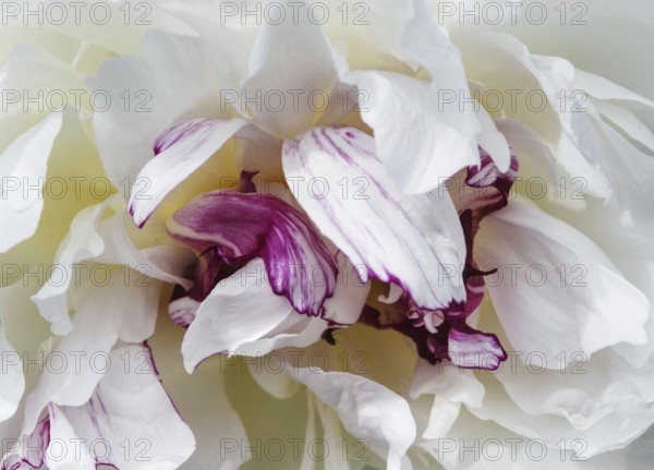 Close-up of white and purple petals of a peony (Paeonia officinalis) with an elegant, soft appearance, Siegen
