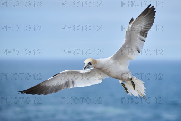 Northern gannet (Morus bassanus) flying over the sea, landing wildlife, Helgoland, Germany, Europe