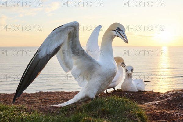 Northern gannet (Morus bassanus) courts a female in the colony at sunset with the sea in the background, wildlife, Helgoland, Germany, Europe