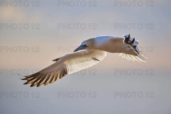 Northern gannet (Morus bassanus) flying over the sea at sunset, wildlife, Helgoland, Germany, Europe