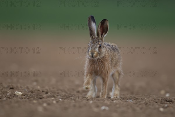 European brown hare (Lepus europaeus) juvenile leveret animal running on a farmland ploughed field in summer, England, United Kingdom, Europe