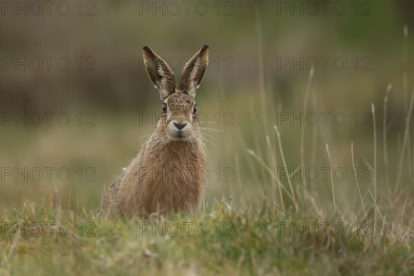 European brown hare (Lepus europaeus) adult animal in grassland in spring, England, United Kingdom, Europe