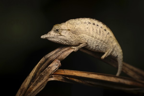 An extremely rare chameleon of the genus Palleon lolontani in the rainforest of Marojejy National Park in north-east Madagascar