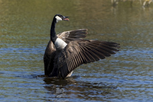 A goose spreads its wings on a calm lake, Canada goose, (Ardea cinerea), wildlife, Germany, Europe
