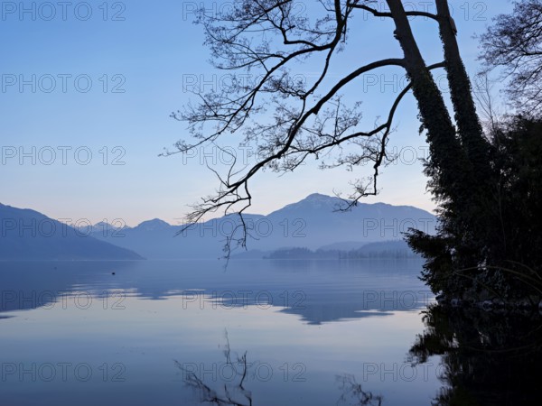 Morning atmosphere at Lake Zug with a tree with ivy in the foreground and the snow-covered Rigi in the background, Cham, Canton Zug, Switzerland, Europe