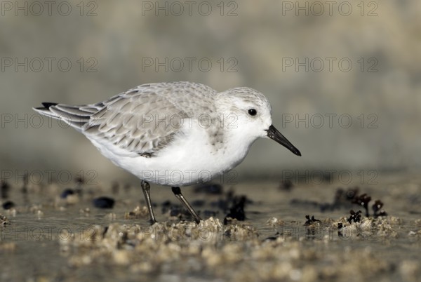 Sanderling (Calidris alba), British Columbia, Canada, North America