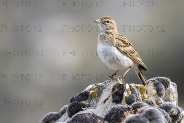 Greater Short-toed Lark (Calandrella brachydactyla) perched on a rock, Castile and Leon, Spain, Europe