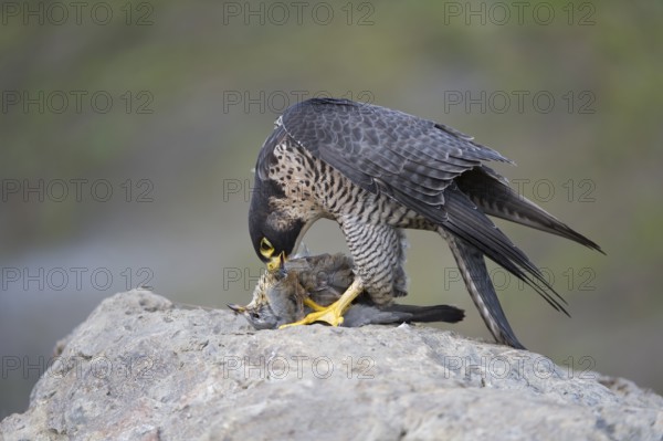Peregrine Falcon (Falco peregrinus) female, Saxony, Germany, Europe