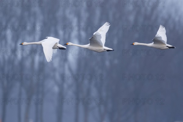 Tundra Swan (Cygnus columbianus bewickii) group flying, Netherlands