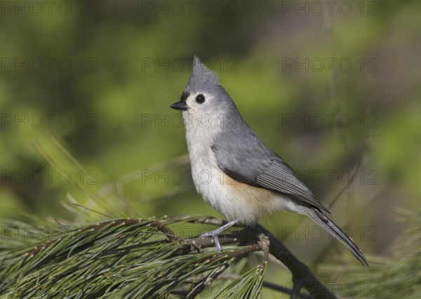Tufted Titmouse (Baeolophus bicolor), Ohio, USA, North America