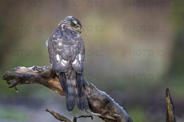 Eurasian Sparrowhawk (Accipiter nisus) female perched on a branch, Saxony-Anhalt, Germany, Europe