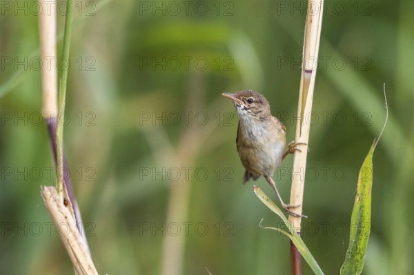 Eurasian Reed Warbler (Acrocephalus scirpaceus), Mecklenburg-Western Pomerania, Germany, Europe