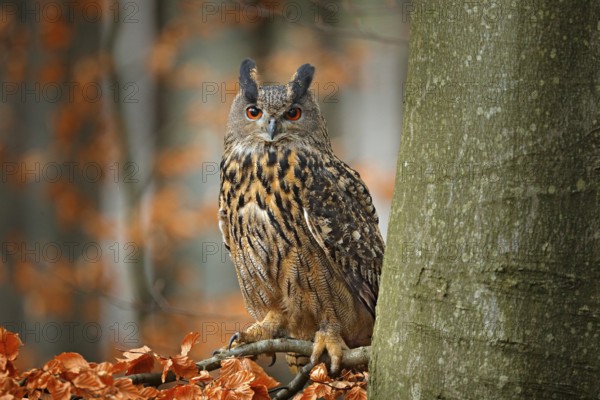 Eurasian Eagle Owl, Bubo Bubo, sitting on the tree branch, wildlife photo in the forest with orange autumn colours, Slovakia. Bird in the forest