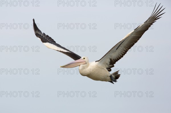 Australian Pelican (Pelecanus conspicillatus) flying, Victoria, Australia, Oceania