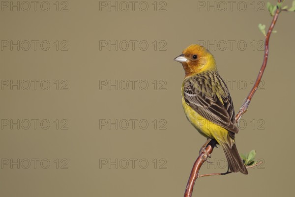Red-headed Bunting - Braunkopfammer - Emberiza bruniceps, Kazakhstan, adult male, Asia