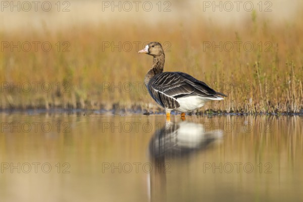 Greater White-fronted Goose (Anser albifrons), North Rhine-Westphalia, Germany, Europe