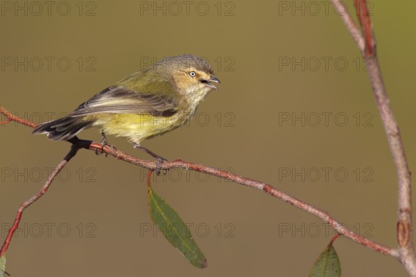 Weebill (Smicrornis brevirostris) singing, Victoria, Australia, Oceania