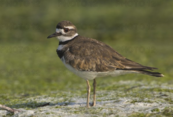 Killdeer (Charadrius vociferus), British Columbia, Canada, North America
