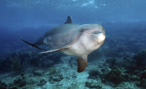 Bottlenose dolphin (Tursiops truncatus) Dolphin Flipper marine mammal swimming towards viewer, Caribbean