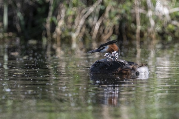 Great Crested Grebe (Podiceps Scalloped ribbonfish) with juveniles, Emsland, Lower Saxony, Germany, Europe
