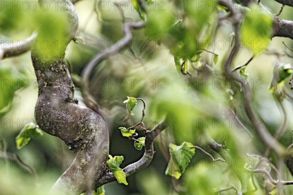 Twisted branches of hazel (Corylus avellana) with green leaves in a blurred, vivid spring scene, Siegen