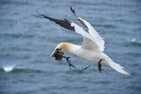 Northern gannet (Morus bassanus) flying over the sea with rivet material in the beak, wildlife, Helgoland, Germany, Europe