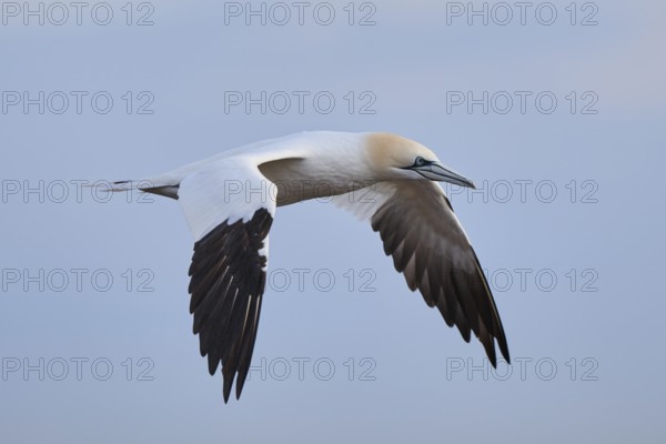 Northern gannet (Morus bassanus) flying in the sky, wildlife, Helgoland, Germany, Europe