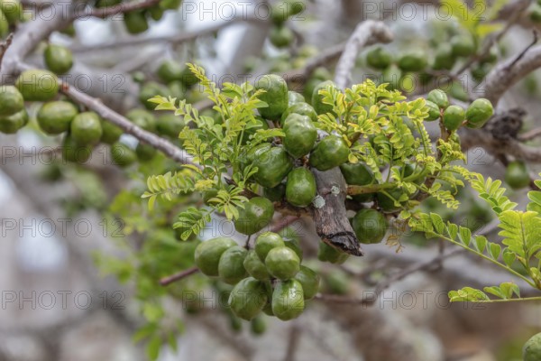 Spondias purpurea (Spondias purpurea), San Cristobal, Galapagos, Ecuador, South America