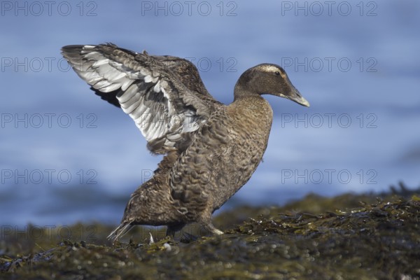 Common Eider (Somateria mollissima), Maine, USA, North America