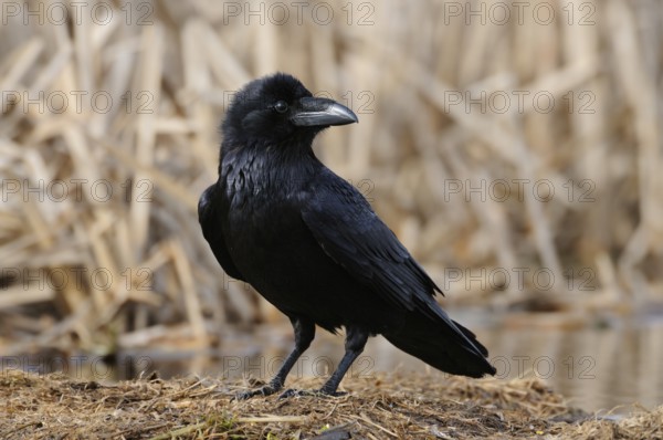 Northern Raven (Corvus corax), Mecklenburg-Western Pomerania, Germany, Europe