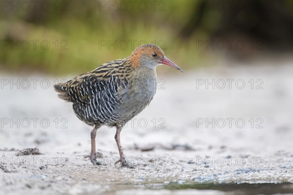 Lewin's Rail (Lewinia pectoralis) male, Victoria, Australia, Oceania