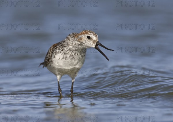 Western Sandpiper (Calidris mauri), Arizona, USA, North America