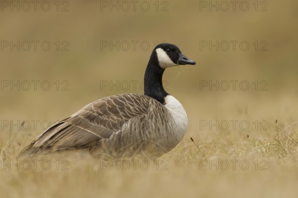 Canada Goose (Branta canadensis), Bavaria, Germany, Europe