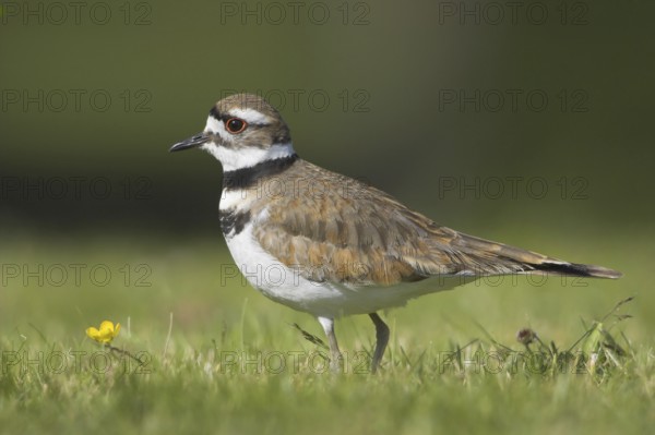 Killdeer (Charadrius vociferus), British Columbia, Canada, North America
