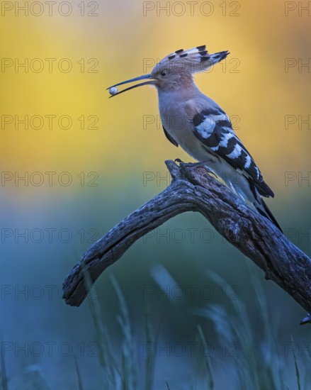 Eurasian Hoopoe (Upupa epops) with food in beak, Saxony-Anhalt, Germany, Europe