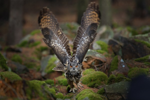 Owl in forest habitat, tree stump. Flying Eurasian Eagle Owl with open wings in forest habitat, Germany. Owl start flight with open wing, action wildlife scene nature. Bird in autumn wood with stone