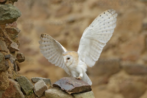 Barn owl, Tyto alba, with nice wings, landing on stone wall, light bird flying in the old castle, animal in the urban habitat. Wildlife scene from nature