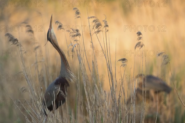 Purple Heron (Ardea purpurea), Baden-Wuerttemberg, Germany, Europe