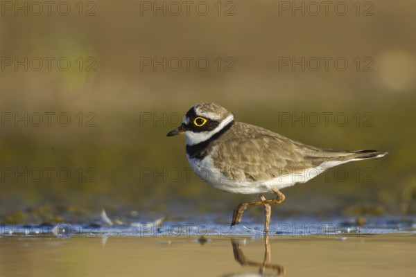 Little Ringed Plover (Charadrius dubius) female foraging, North Rhine-Westphalia, Germany, Europe